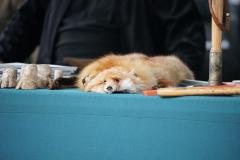 Rodzina w Centrum – Historia, Wolność, Bezpieczeństwo… i PIANA!